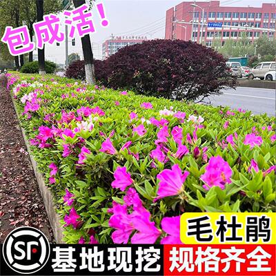 毛杜鹃夏娟花苗茶梅映山红