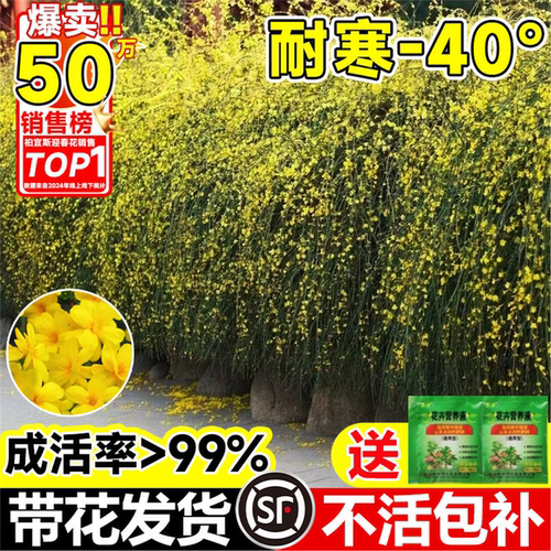 迎春花树苗盆栽带苞多季开