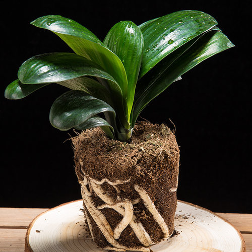 君子兰圆头短叶和尚盆栽四