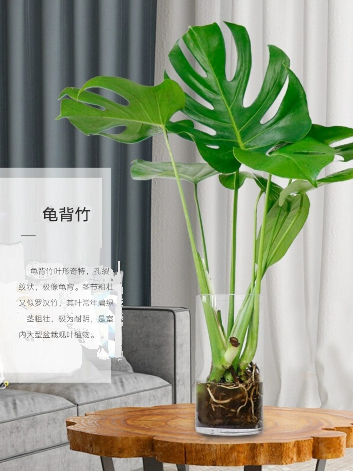 水培植物龟背竹盆栽老桩绿