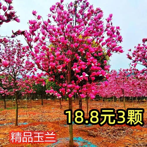 玉兰花树苗盆栽地带苞红黄白浓香