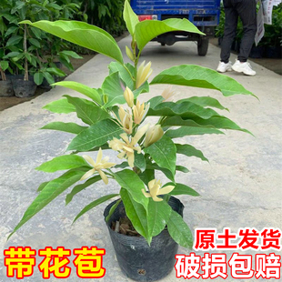 白兰花盆栽树苗带花苞玉兰花室内庭院浓香花卉黄角兰植物
