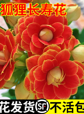 长寿花盆栽带花苞大花重瓣金狐狸大苗四季开花室内外好养耐热花卉