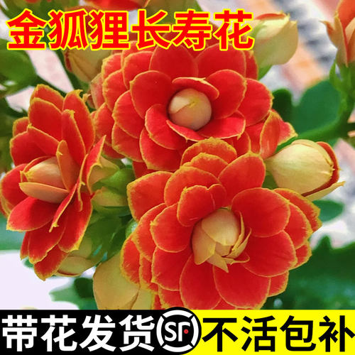 长寿花盆栽带苞大重瓣金狐