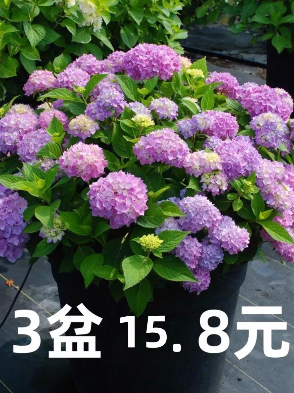 绣球花苗盆栽无尽夏开好养四