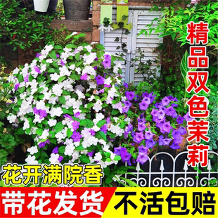 双色茉莉花老桩盆栽大苗重瓣浓香型花卉室内阳台好养植物多季开花