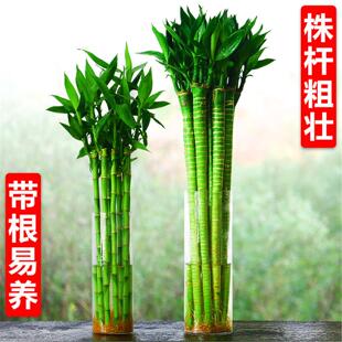 带根龙竹富贵竹转运竹发财竹观音竹植物水养客厅水培绿植室内盆栽