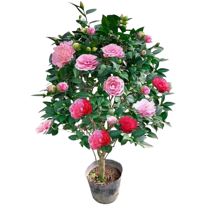 香妃茶花盆栽带苞五色赤浓香