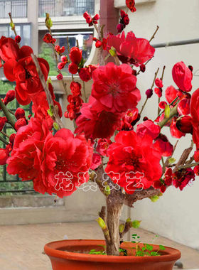 浓香型耐热耐寒四季梅花腊梅红梅室内外盆栽好养易活南方北方种植