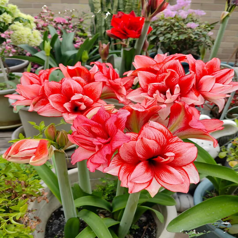 重瓣朱顶红种球大花卉当年