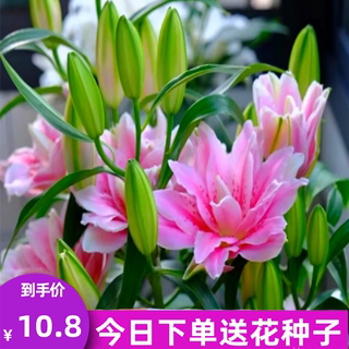 5颗重瓣进口香水百合花种球四季开花易活花卉鲜花盆栽郁金香种子