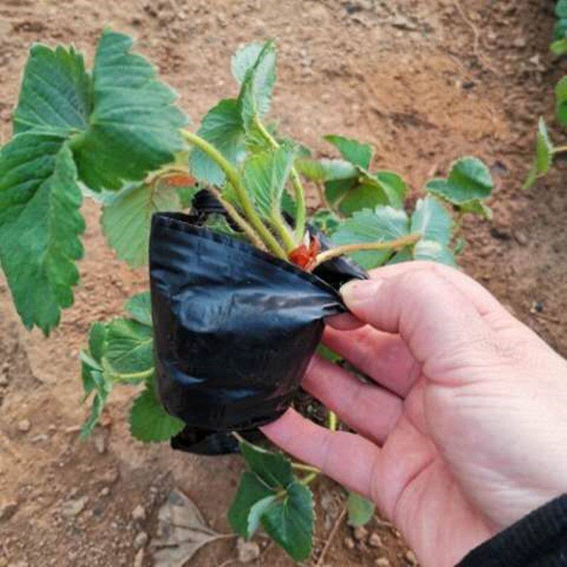 满2送肥四季草莓苗盆栽攀援草莓爬藤果树苗庭院地栽水果当年结果