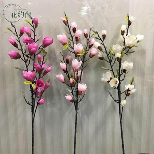 开花水培玉兰卉枝养植物四