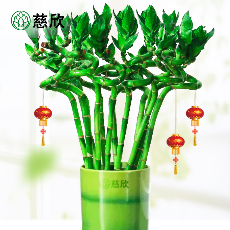 带根富贵竹水培植物开运转