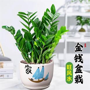 金钱树盆栽植物室内办公室客厅钱串子大盆绿植四季常青观叶招财树