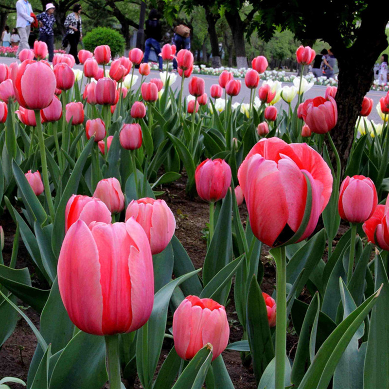 郁金香种球5度球单重瓣花种子球根苗水培土培盆地栽花苗虹越预售