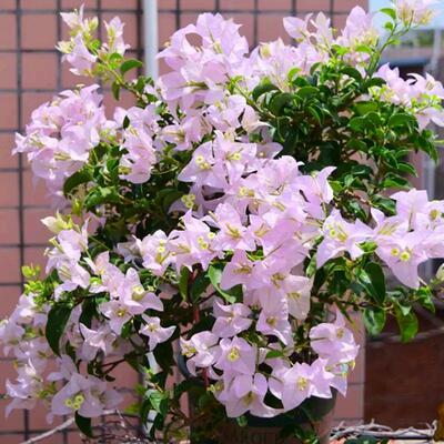 三角梅花苗重瓣不甜西瓜卡