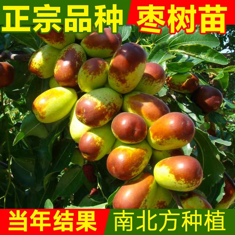 枣树活苗南方北嫁接大山东种