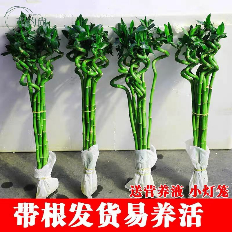 带根富贵竹水培植物开运转