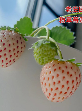 老庄园艺粉草莓系列初恋桃熏