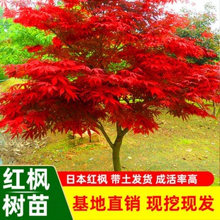红枫树苗四季红庭院别墅绿化正宗名贵耐寒耐旱绿化北方种植物盆栽