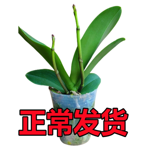 双花剑蝴蝶兰盆栽大苗带苞