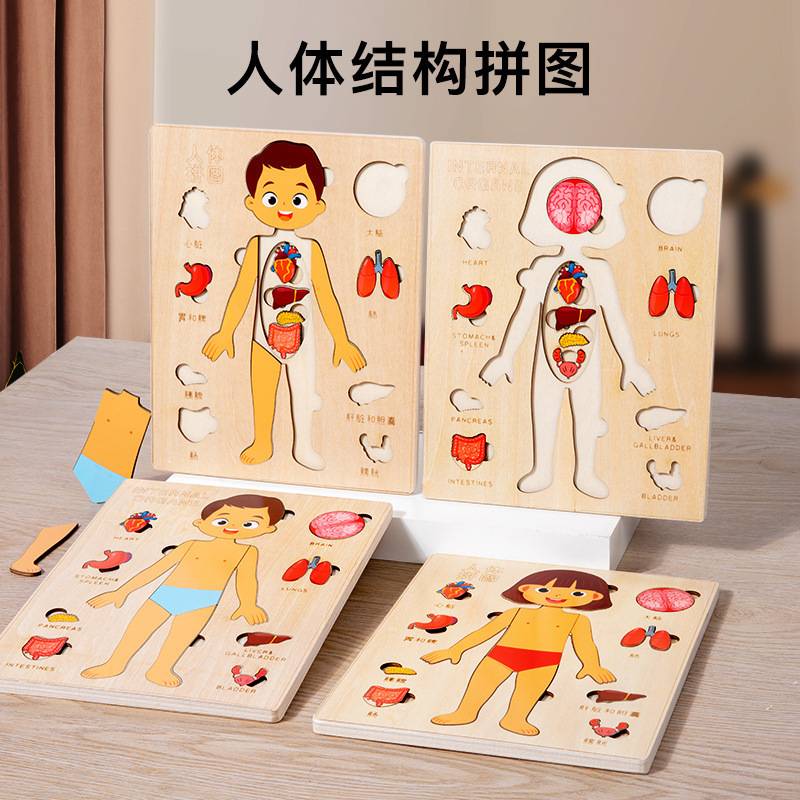 儿童科学启蒙人体器官结构拼图解剖骨骼认知早教身体内脏拼板玩具