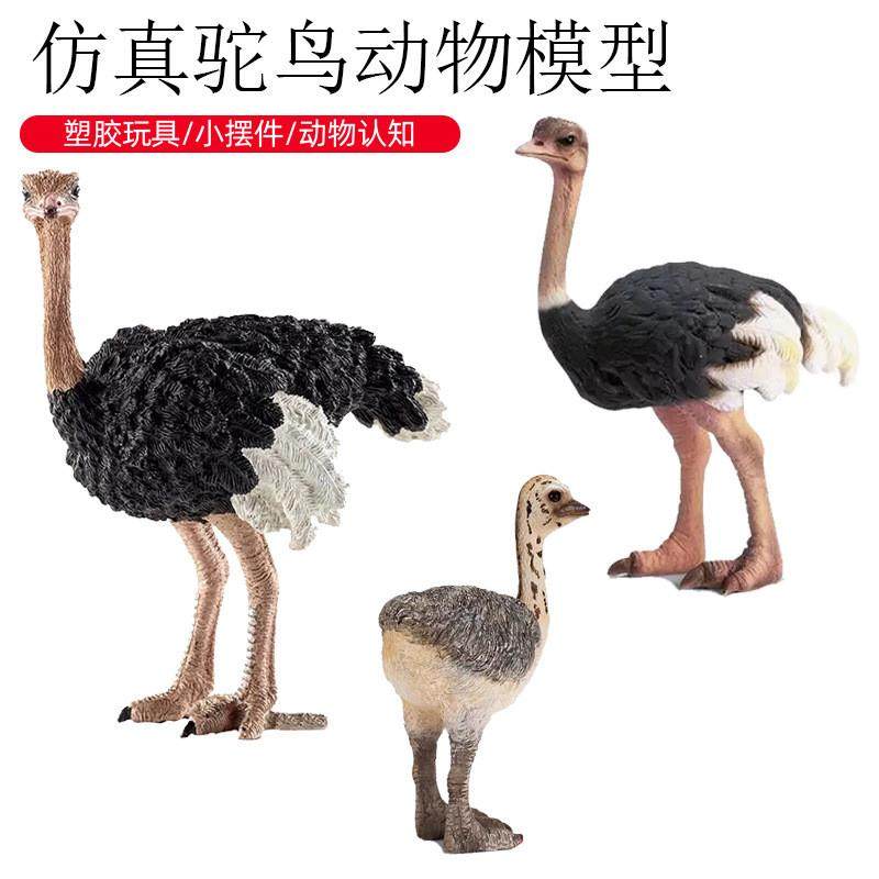 跨境儿童认知启蒙仿真野生动物鸟类模型非洲鸵鸟飞禽玩具摆件手办