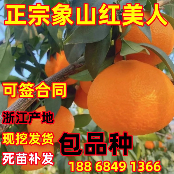 正宗象山红美人柑橘树苗爱媛28号嫁接无核柑桔树苗南方地栽种植