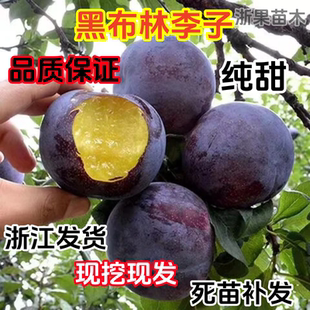 黑布林大李子树苗南北方庭院地栽大果李子树苗盆栽嫁接苗当年结果