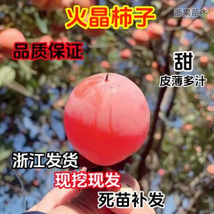 火晶柿子树南北方庭院地栽特大果苗盆栽嫁接红灯笼小火罐当年结果