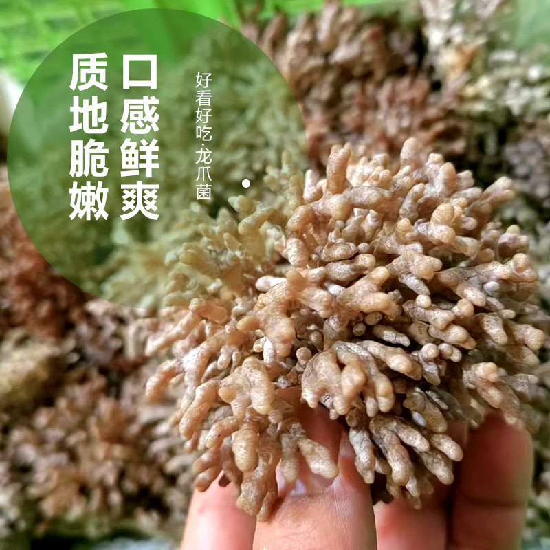 新鲜龙爪菌脆嫩鲜1斤顺丰空运