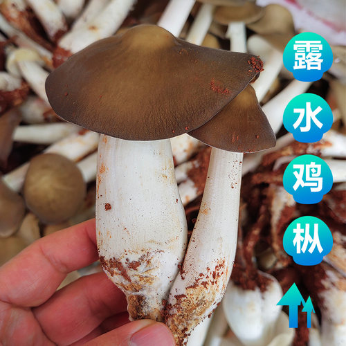 新鲜露水鸡枞菌高山荔枝菌1斤
