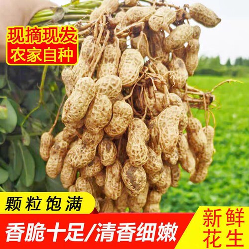 新鲜花生粉皮花生农家自种嫩花生现挖现发2026年可生吃带壳湿花生