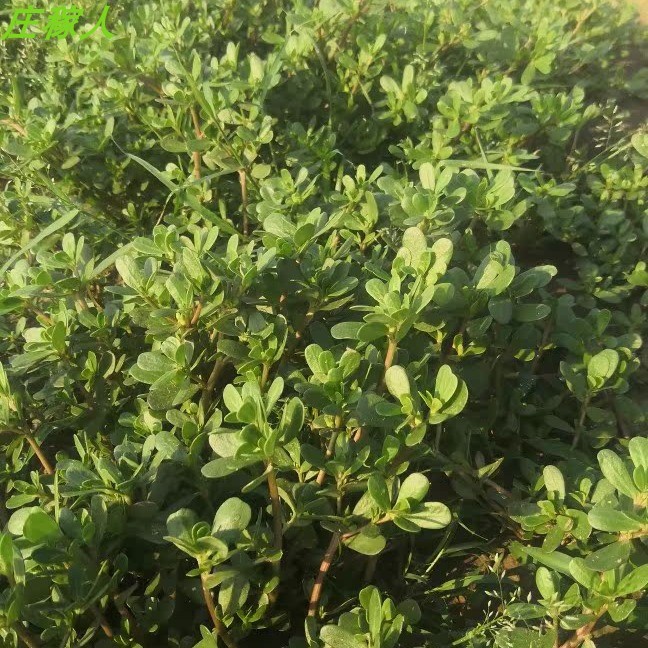 庄稼人野菜新鲜现挖现发