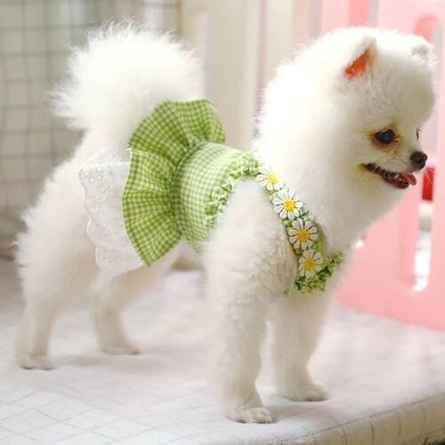 宠物雪纳瑞比熊博美小型犬秋季装太阳裙吊带泰迪狗狗公主单款衣服