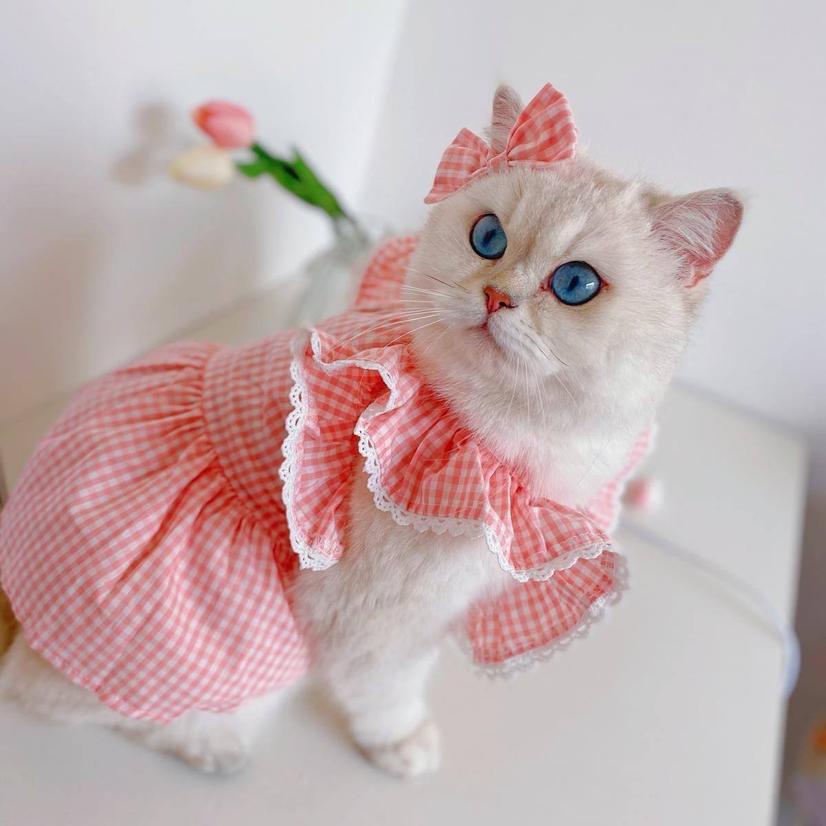 纯欲小仙女猫咪连衣裙蕾丝格子狗狗约克夏衣服宠物泡泡裙