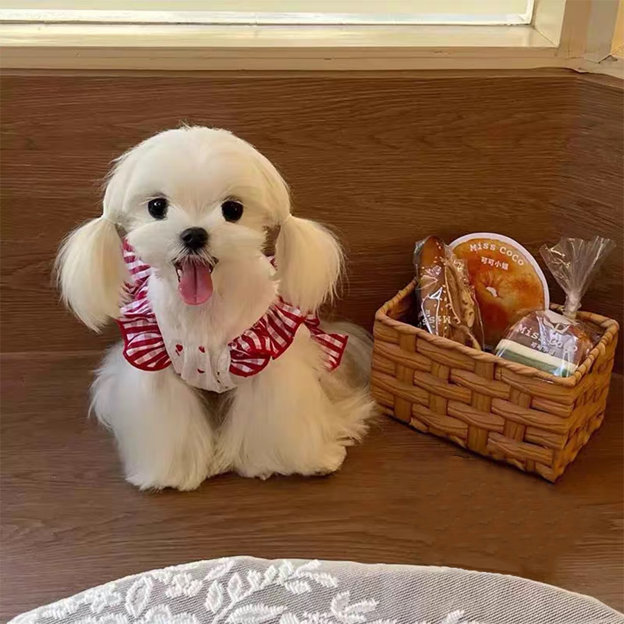 西施犬专用衣服小狗狗约克夏马尔济斯裙子夏天夏季薄款背心小体犬图片