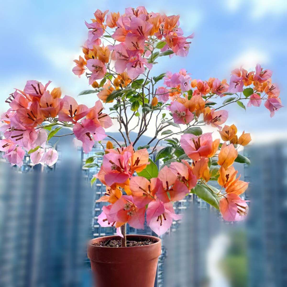 重瓣爬藤三角梅老桩带花发货室内外庭院阳台盆栽花卉绿植四季开花