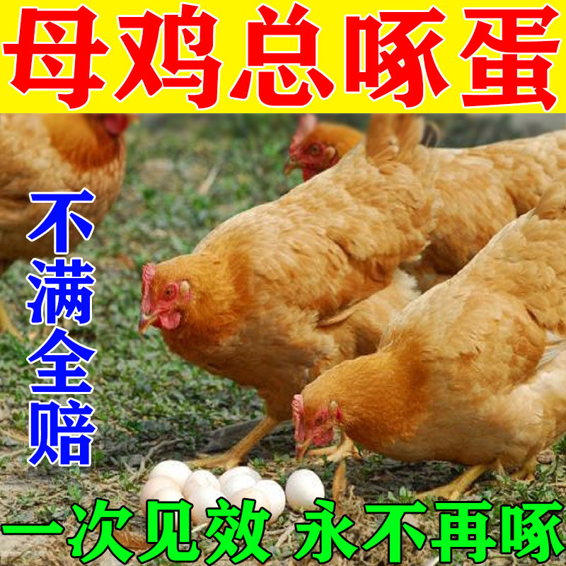 专治吃鸡蛋的药防止鸡啄蛋神器啄饲料添加剂