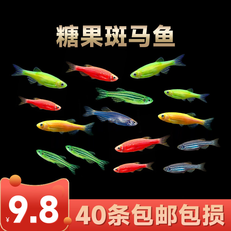 斑马鱼灯科鱼活体淡水观赏鱼新练手好养红绿宝莲灯孔雀小型热带鱼图片
