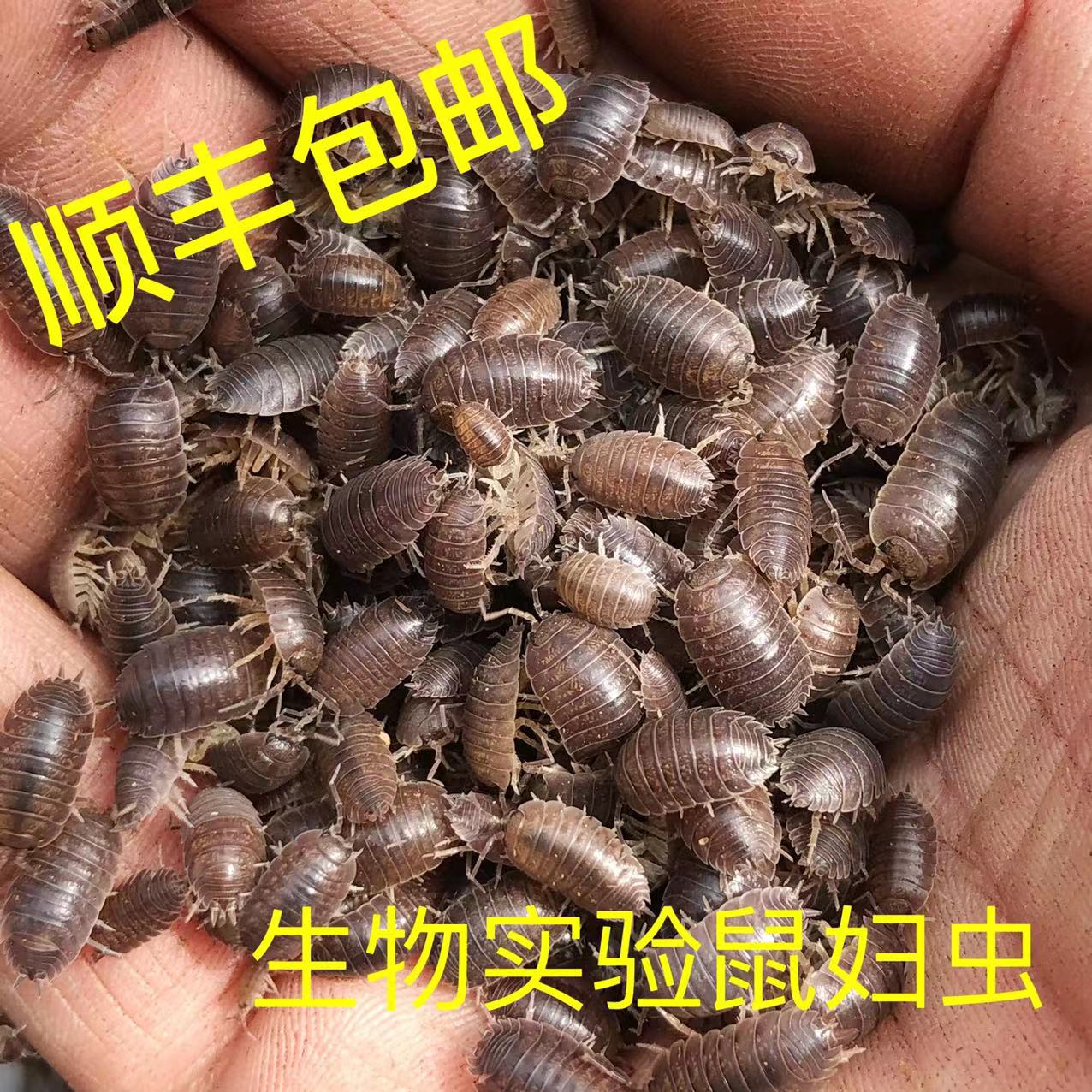 顺丰包邮包活鼠妇虫潮虫子西瓜虫湿湿虫饲养套装 学生物实验昆虫