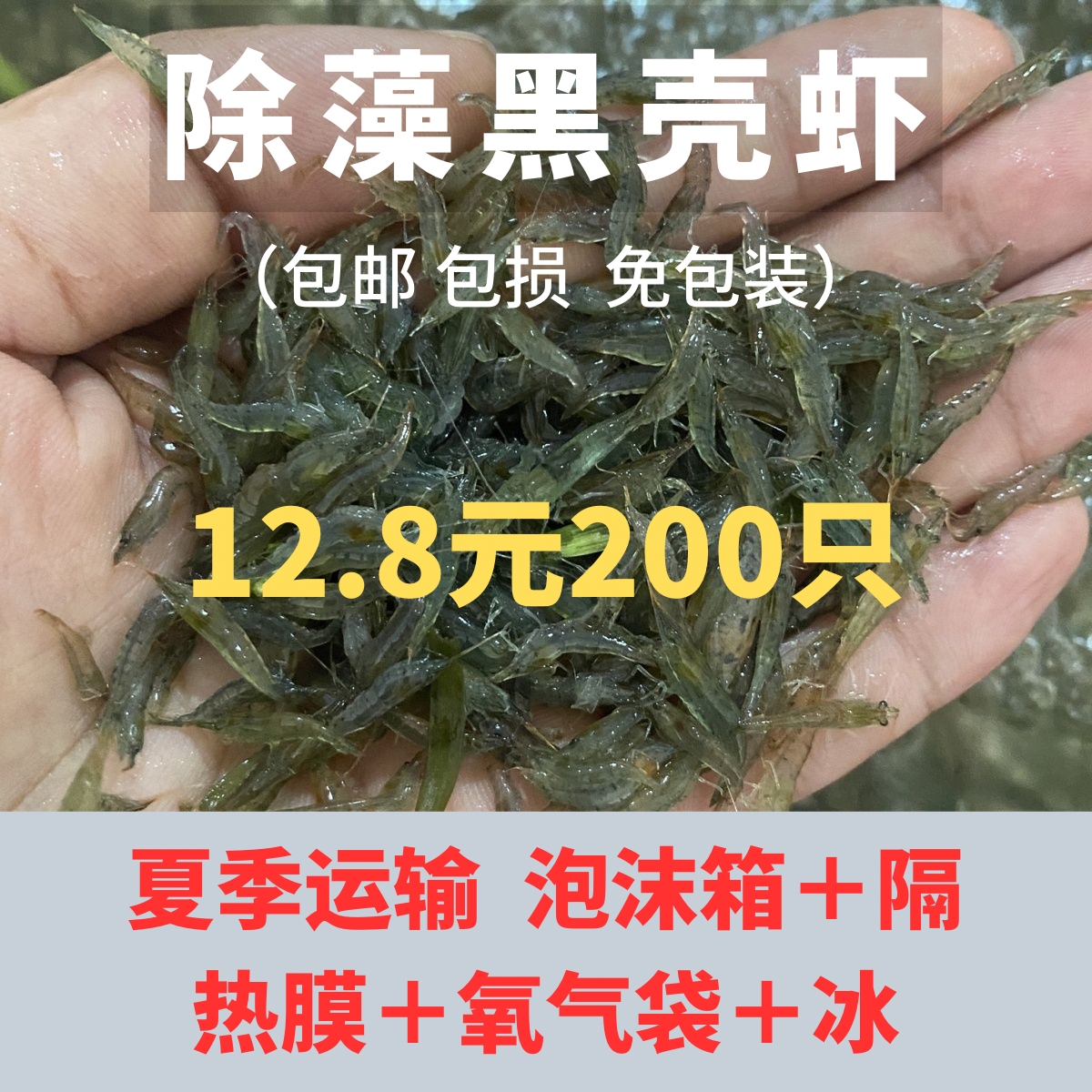 黑壳虾冷水除藻虾包邮观赏虾宠物虾清洁虾活体虾苗饲料水族箱鱼缸
