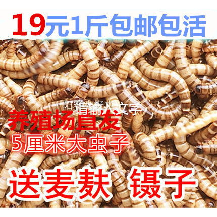 大麦虫 蛋白虫 净重 包邮 大麦虫活体超级面包虫黄粉虫 包存活率
