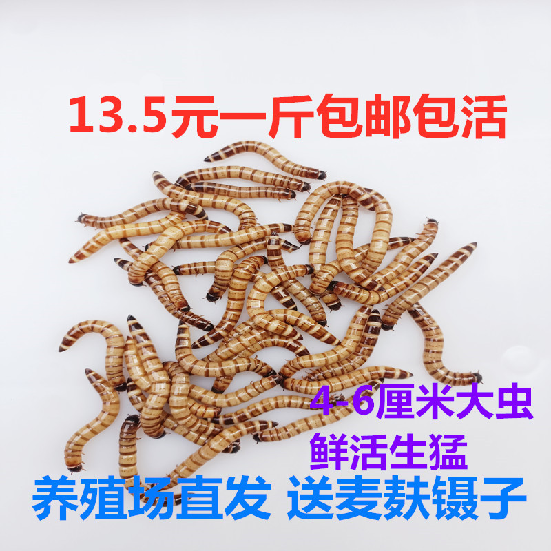 大麦虫 蛋白虫 净重 包邮 大麦虫活体超级面包虫黄粉虫 包存活率