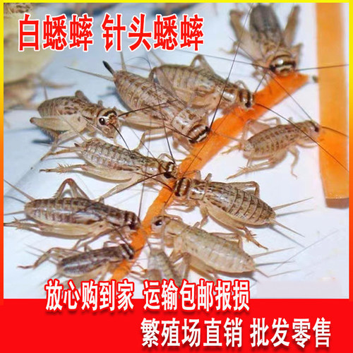 白蟋蟀蛐蛐活物白蟋蟀活体饲料龙鱼饲料白蟋蟀大量包邮