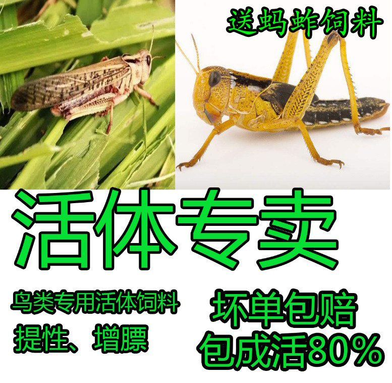 活体蚂蚱活虫蝗虫蚱蜢画眉鸟爬虫龟宠物蜂饲料鸟活食新鲜食物飞蝗,宠物/宠物食品及用品,爬虫/鸣虫食物,淘宝优惠券,粉丝福利购,淘宝优惠卷