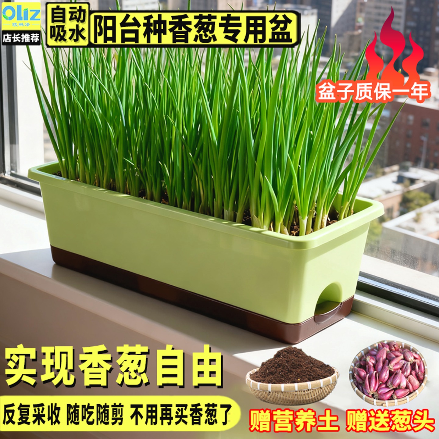 阳台种葱专用盆红葱四季小香葱香葱种球盆懒人神器栽新鲜红葱头