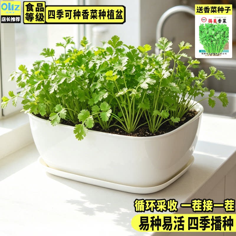 阳台香菜种菜盆长条形仿陶瓷色塑料家用自吸水家庭桌面蔬菜花盆