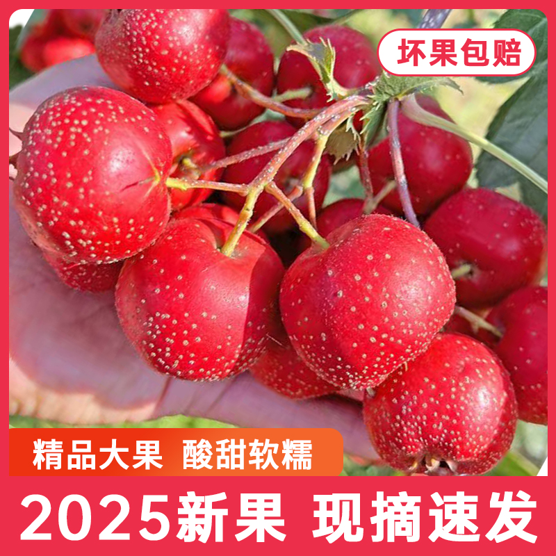 新鲜山楂鲜果大果生山楂山东山里红甜红子批发冰糖葫芦水果山楂